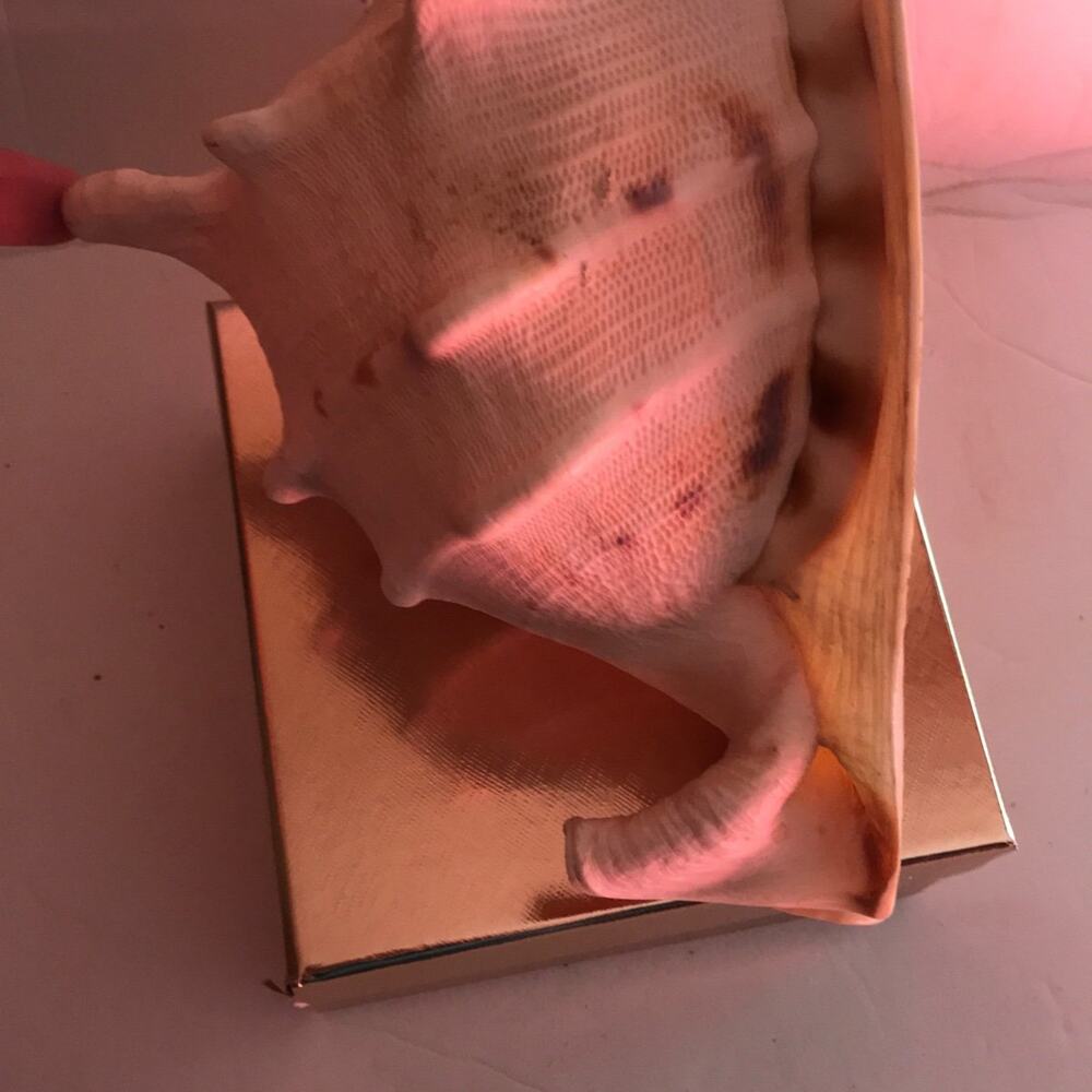 Beautiful Conk Shell - Picture 6 of 6